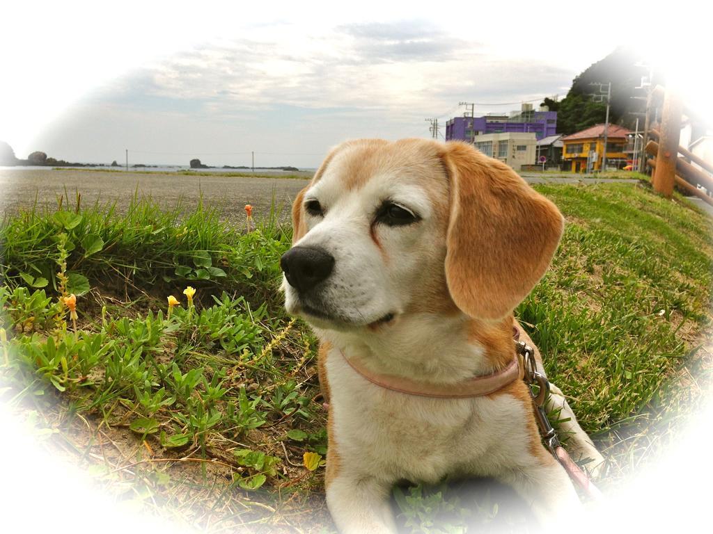 Hareya Hotel Shimoda  Buitenkant foto